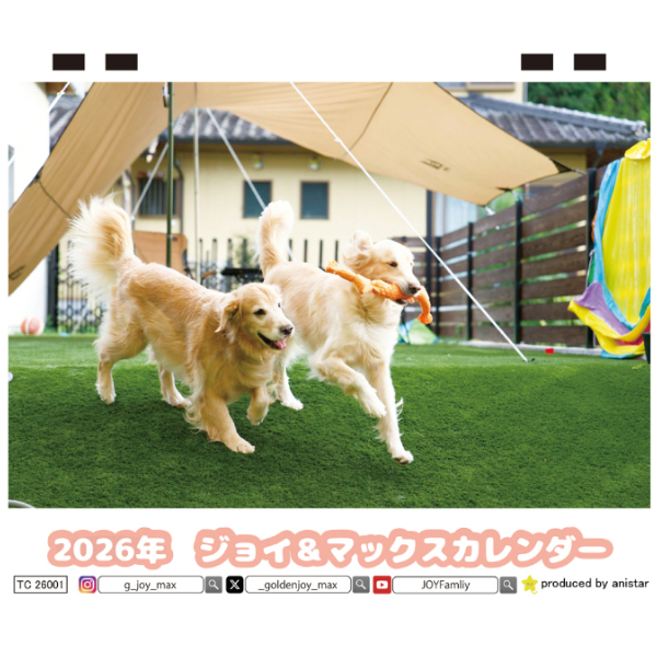 予約販売】 ジョイ＆マックス 犬 2026年 卓上 カレンダー TC26324