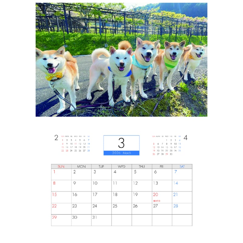予約販売】 柴犬みかん園ファミリー 2026年 壁掛け カレンダー KA26326