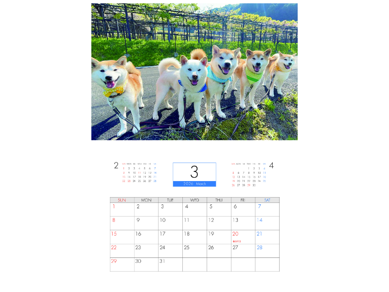 予約販売】 柴犬みかん園ファミリー 2026年 壁掛け カレンダー KA26326