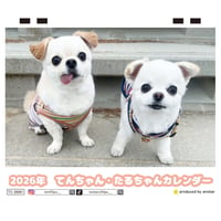 【予約販売】 てんちゃん・たるちゃん 犬 2026年 卓上カレンダー TC26257