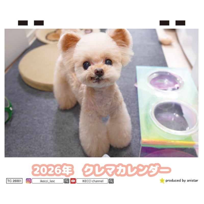 予約販売】 トイプードルのクレマ 犬 2026年 卓上カレンダー TC26073