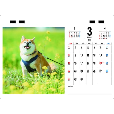 【予約販売】 柴犬八朔 2026年 卓上カレンダー TC26163