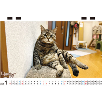 予約販売】 Hana Channel 保護猫ライフ 2025年 卓上 カレンダー
