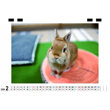 【予約販売】 うさぎのうーさん 2026年 卓上全面 カレンダー TC26048