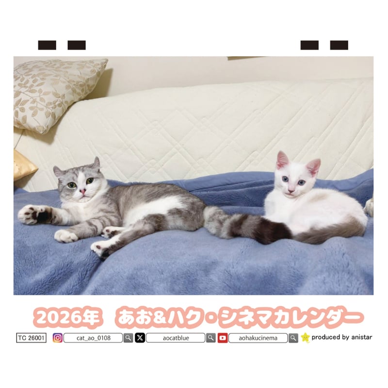 予約販売】 あお&ハク・シネマ AO&HAKU 猫 2026年 卓上全面 カレンダー