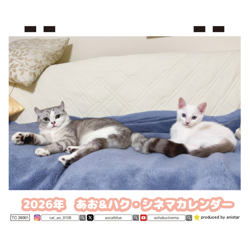 予約販売】 あお&ハク・シネマ AO&HAKU 猫 2026年 卓上全面 カレンダー