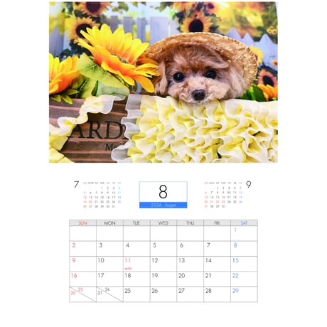 【予約販売】 トイプードルのコロン 犬 2026年 壁掛けカレンダー KA26147