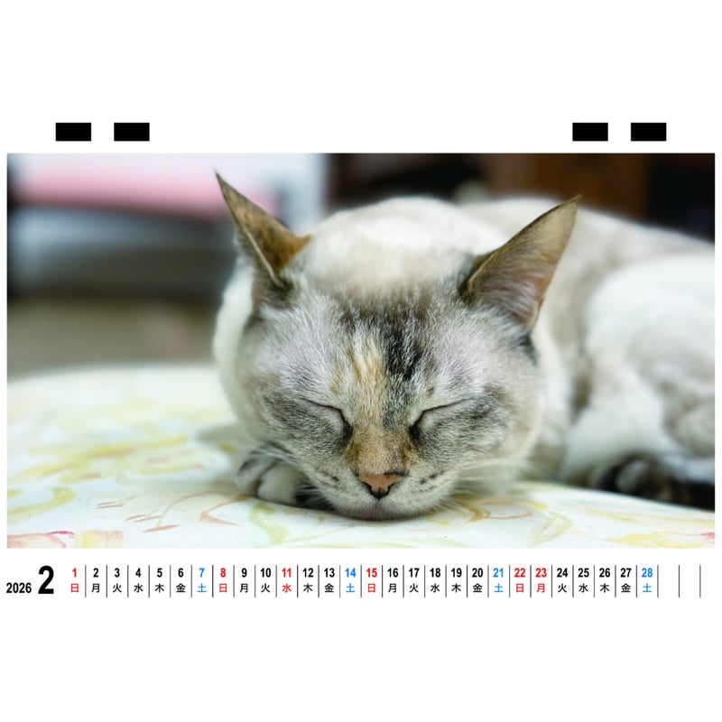 予約販売】 猫のにゃんたま 2026年 卓上 カレンダー TC26023 | ANISTAR