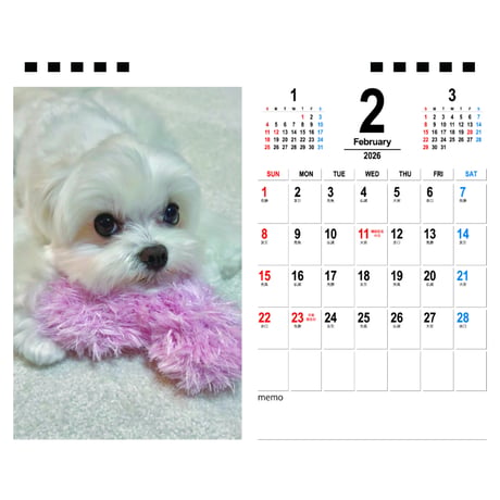 【予約販売】 シェリー マルチーズ 犬 2026年 卓上 カレンダー TA26359