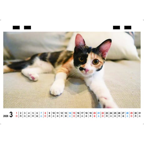 【予約販売】 猫のピノパル兄弟ニャン喜劇 2026年 卓上カレンダー TC26158