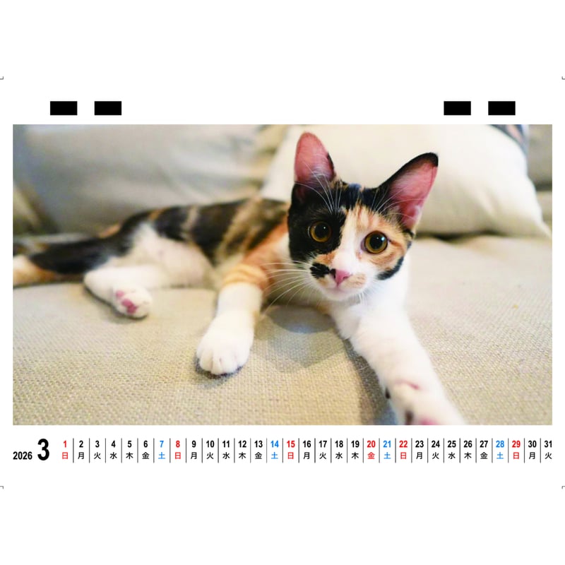 予約販売】 猫のピノパル兄弟ニャン喜劇 2026年 卓上カレンダー