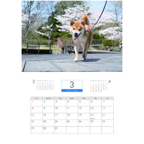 【予約販売】 柴犬 小夏 2026年 壁掛け カレンダー KA26317