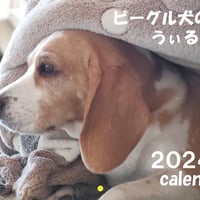 【予約販売】 ビーグル犬 うぃるさん 2024年 壁掛け カレンダー KK24120