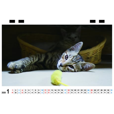 【予約販売】 猫のにゃんたま 2026年 卓上 カレンダー TC26023