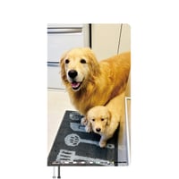 【予約販売】 コメ&イクラ ゴールデンレトリバー 犬 2026年 ポケットスケジュール帳 PO26314