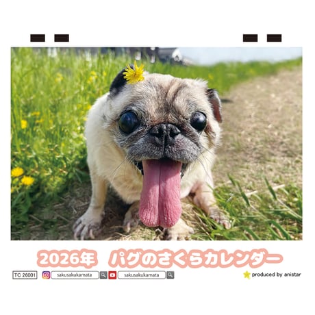 【予約販売】 パグのさくら 犬 2026年 卓上カレンダー TC26160