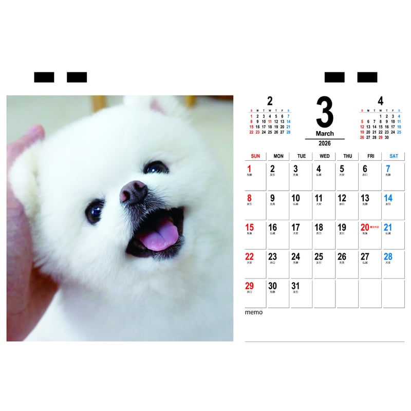 予約販売】 ポメラニアンのマヨちゃんねる 犬 2026年 卓上カレンダー