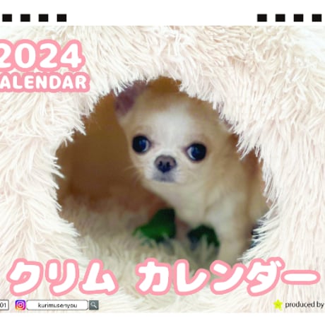 【予約販売】 チワワ犬のクリム 2024年 卓上 カレンダー TC24246