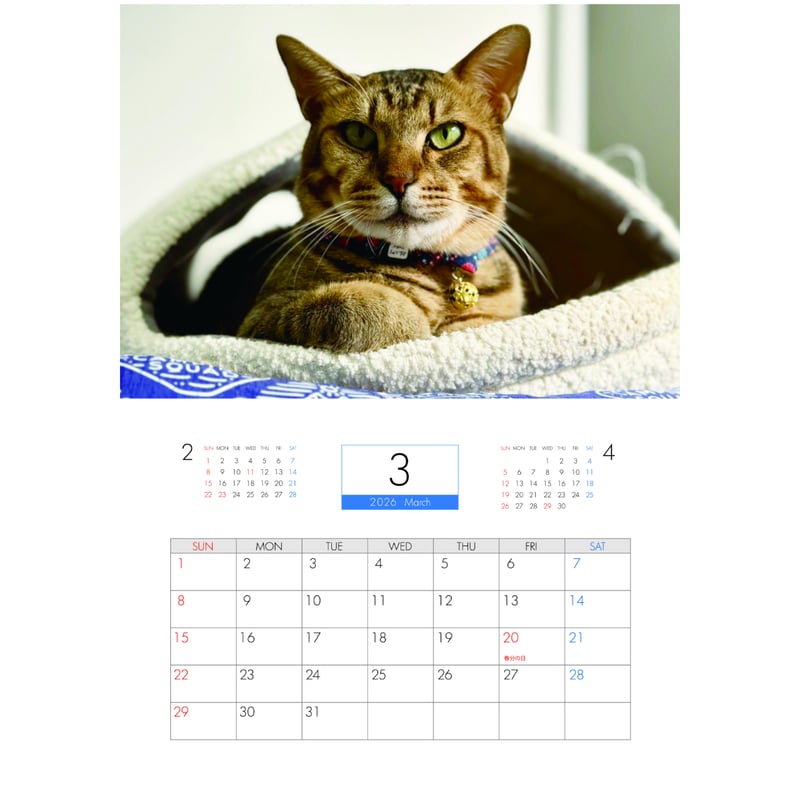 予約販売】 猫のウルン&リコリン 2026年 壁掛け カレンダー KK26297 予約販売】 猫のウルン&リコリン 2026年 壁掛け カレンダー KK26297