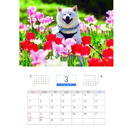 【予約販売】 白柴ごん太 柴犬 2027年 壁掛け カレンダー KK27006