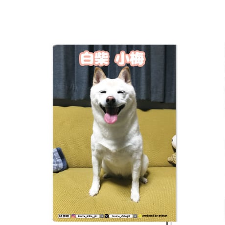 【予約販売】 白柴 小梅 犬 2026年 A5スケジュール帳 A526198