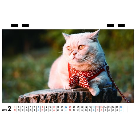 【予約販売】 ちい むう ととろ コーギー 猫 2026年 卓上全面 カレンダー TC26031