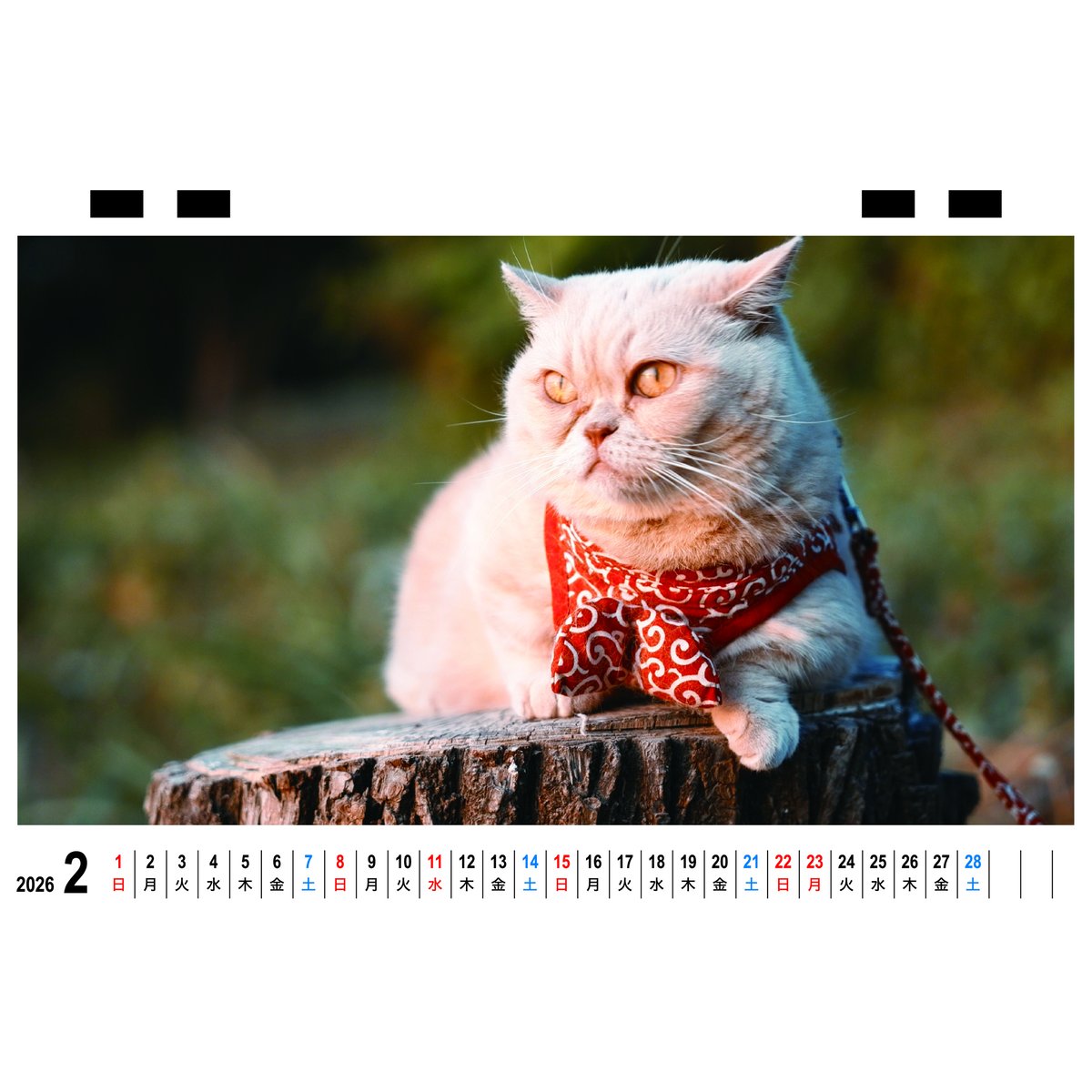 予約販売】 ちい むう ととろ コーギー 猫 2026年 卓上全面 カレンダー