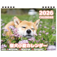 【予約販売】 柴犬 小夏 2026年 卓上 カレンダー TA26318