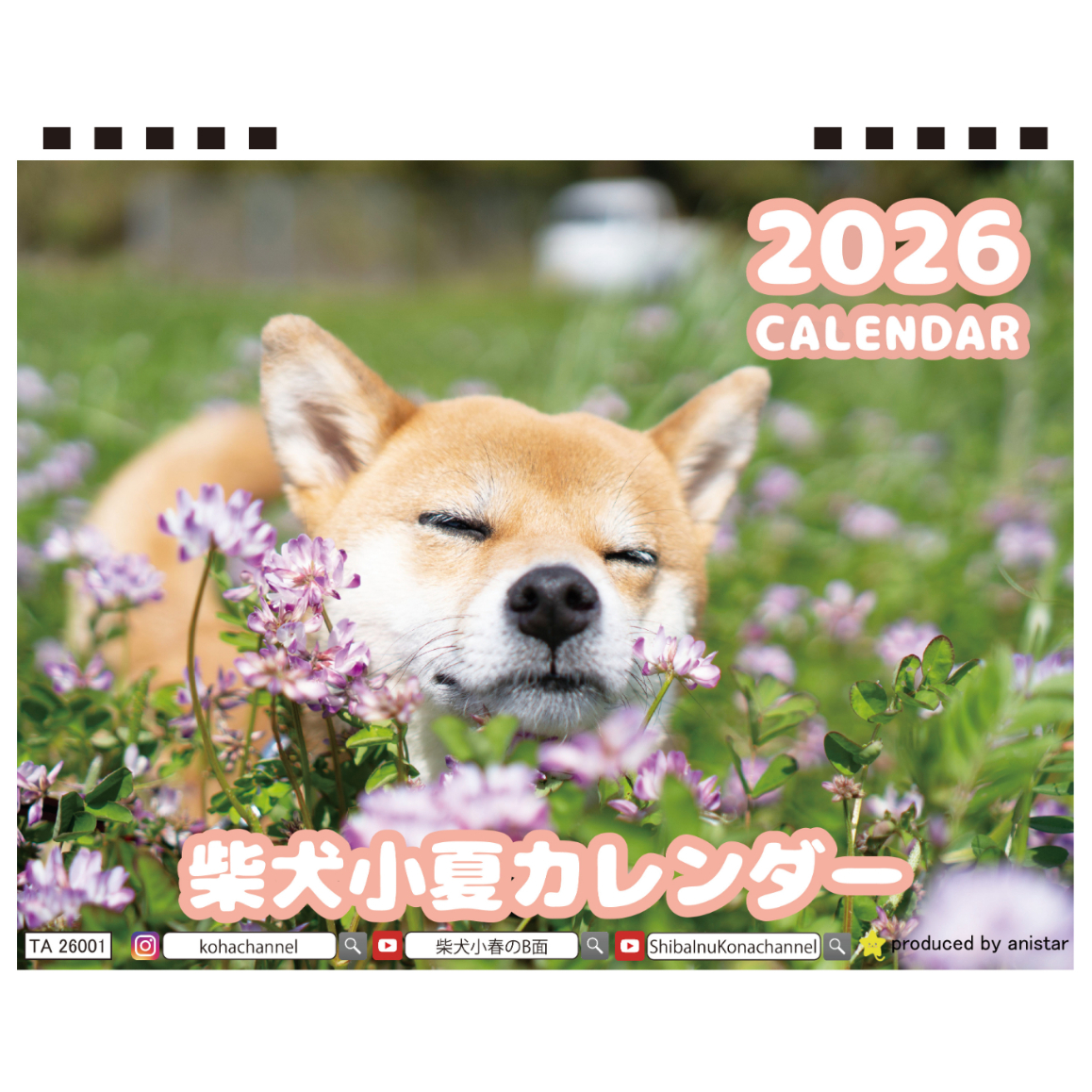 予約販売】 柴犬 小夏 2026年 卓上 カレンダー TA26318 | ANISTAR