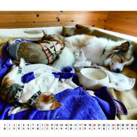 【予約販売】 犬のわんずと車中泊 2024年 卓上 カレンダー TC24314