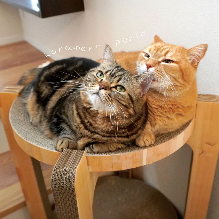 予約販売】 短足マンチカンのプリンとメル 猫 ステッカー 3枚セット