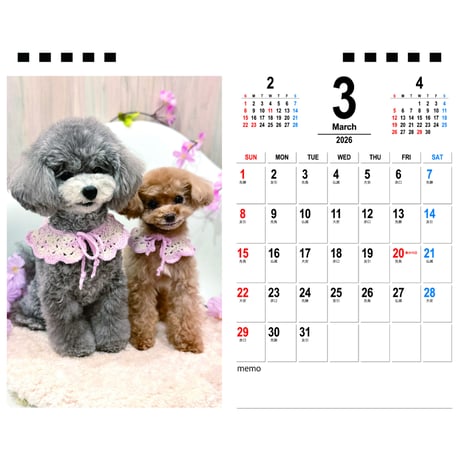【予約販売】 トイプードルのコロン 犬 2026年 卓上カレンダー TA26148