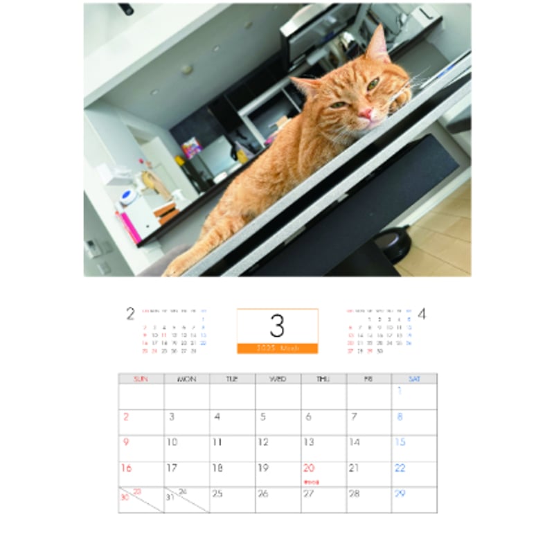 予約販売】 猫 もち 2025年 壁掛け カレンダー KK25371 | ANISTAR