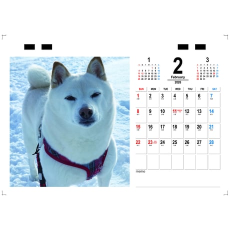 【予約販売】 白柴 小梅 犬 2026年 卓上カレンダー TC26197