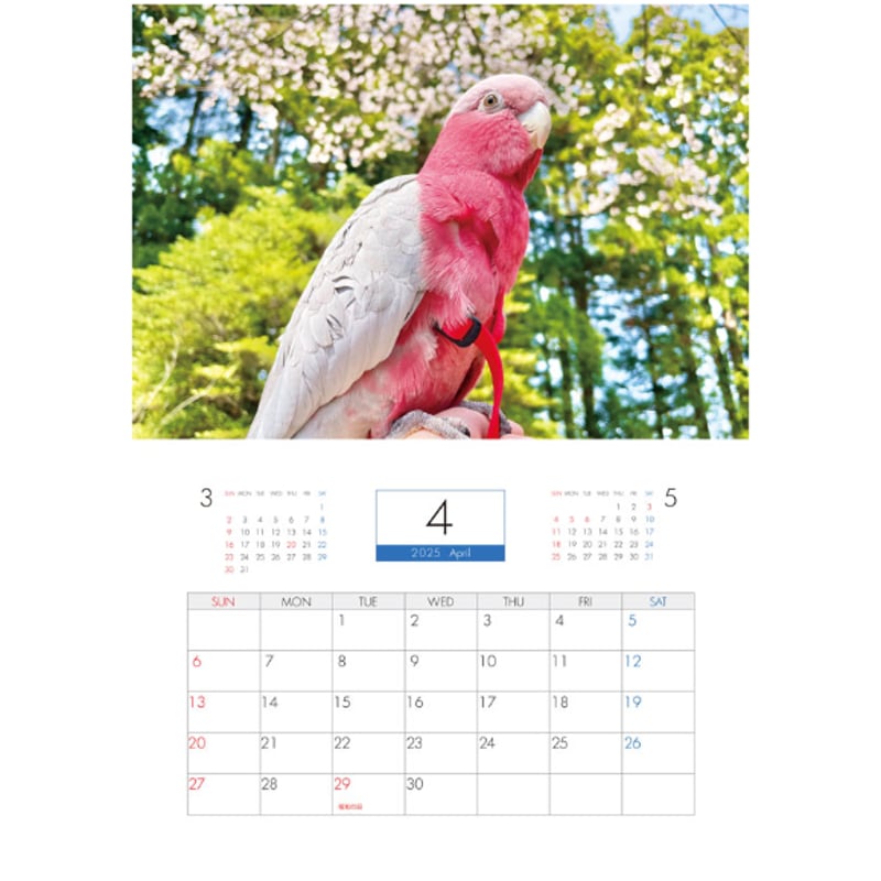 やすこさま　2点おまとめ 予約販売】 インコ 2羽と暮らすあんずちゃんねる 2025年 壁掛け