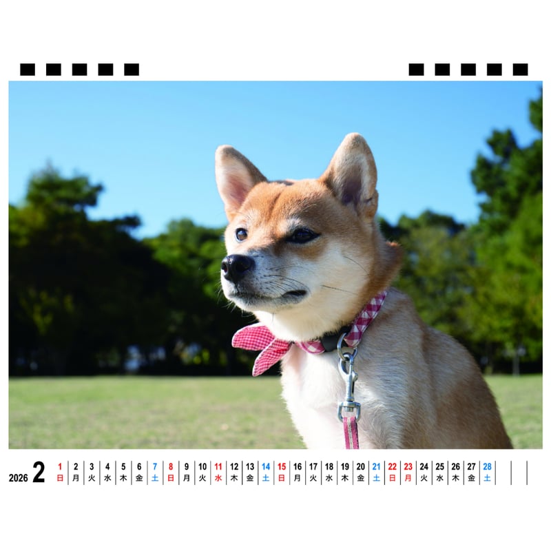 予約販売】 柴犬 小夏 2026年 卓上 カレンダー TA26318 | ANISTAR