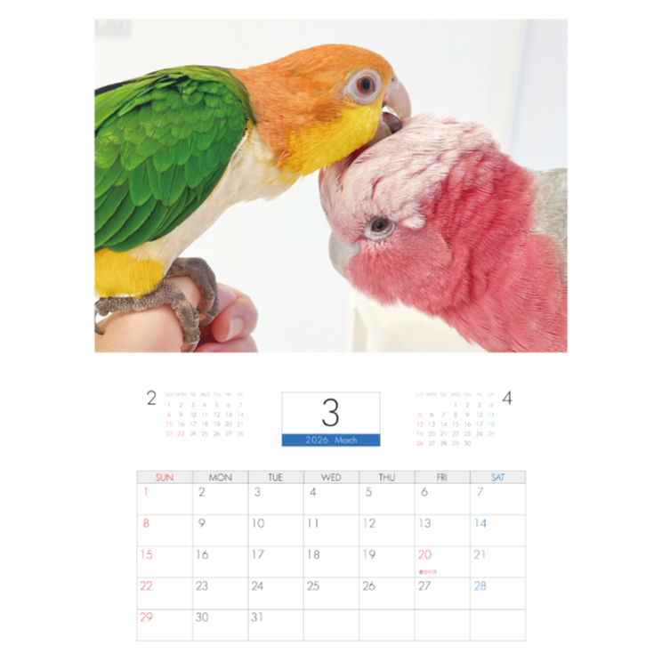 予約販売】 2羽と暮らすあんずちゃんねる インコ 2026年 壁掛け