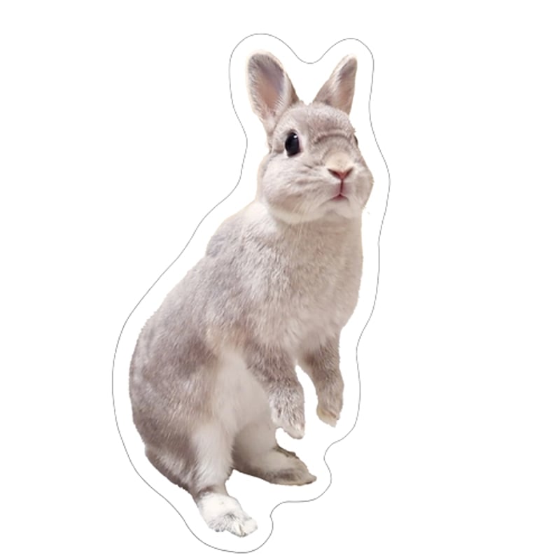 予約販売】 うさぎのコガラナ天パのうさハムch シール 5枚セット