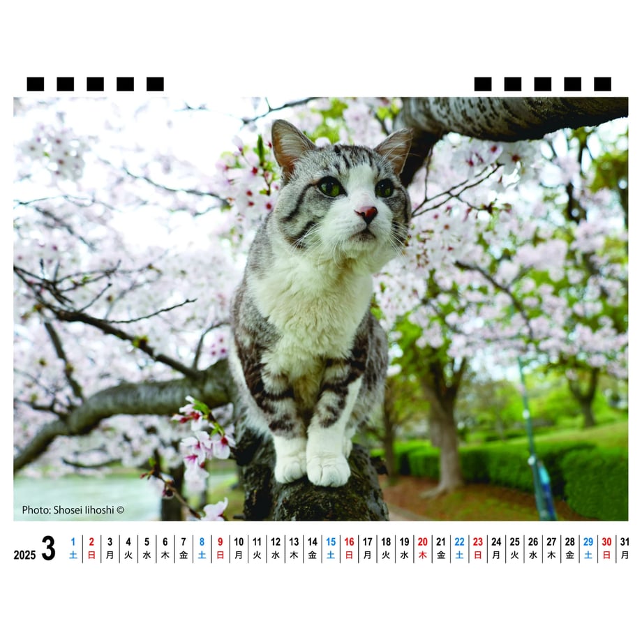 66f666204961f5000103572d