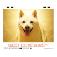 【予約販売】 白柴 小梅 犬 2026年 卓上カレンダー TC26197