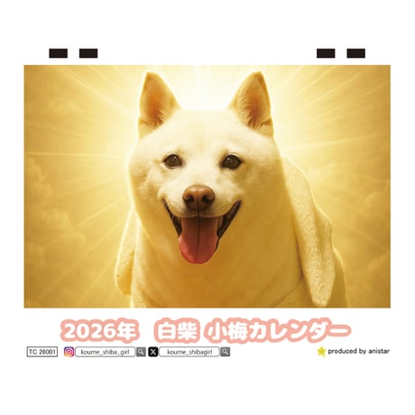 【予約販売】 白柴 小梅 犬 2026年 卓上カレンダー TC26197