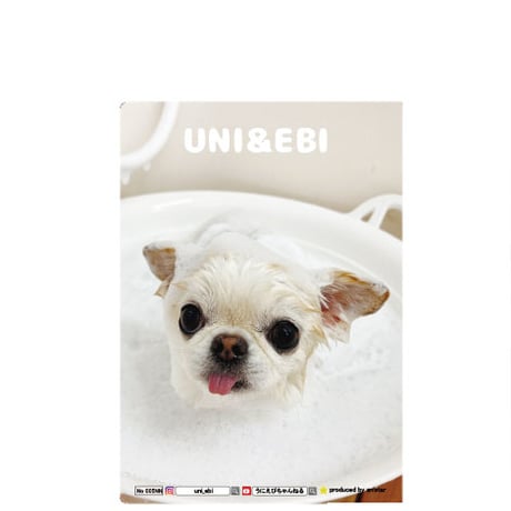 【予約販売】 チワワのUNI＆EBI 犬 A5ノート帳 No005NN