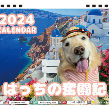 【予約販売】 ゴールデンレトリバー犬 はっちの奮闘記 2024年 卓上 カレンダー TC24078