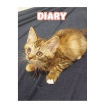 【予約販売】 ねこかます 猫 日記帳 DR002NN