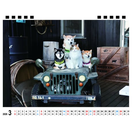 【予約販売】 柴犬 モカ＆アン＆サラ 2026年 卓上カレンダー TA26083