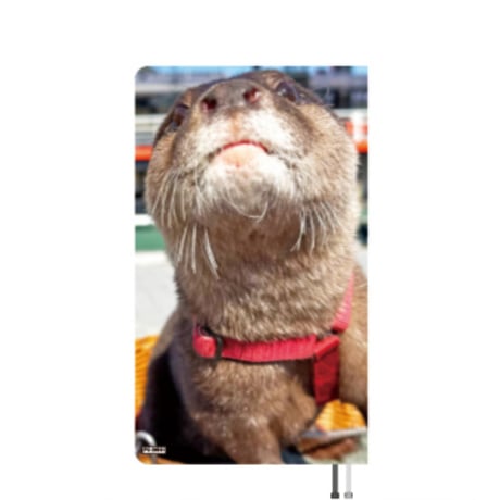 【予約販売】 カワウソ ATY 2026年 ポケットスケジュール帳 PO26365