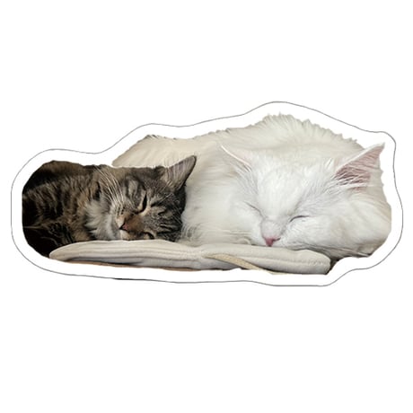 【予約販売】 あつまれちいかまの森 猫 シール 5枚セット SE020NN