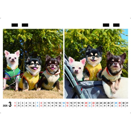 【予約販売】 コハク＆ココマル＆コゲマル 2026年 卓上カレンダー TC26104