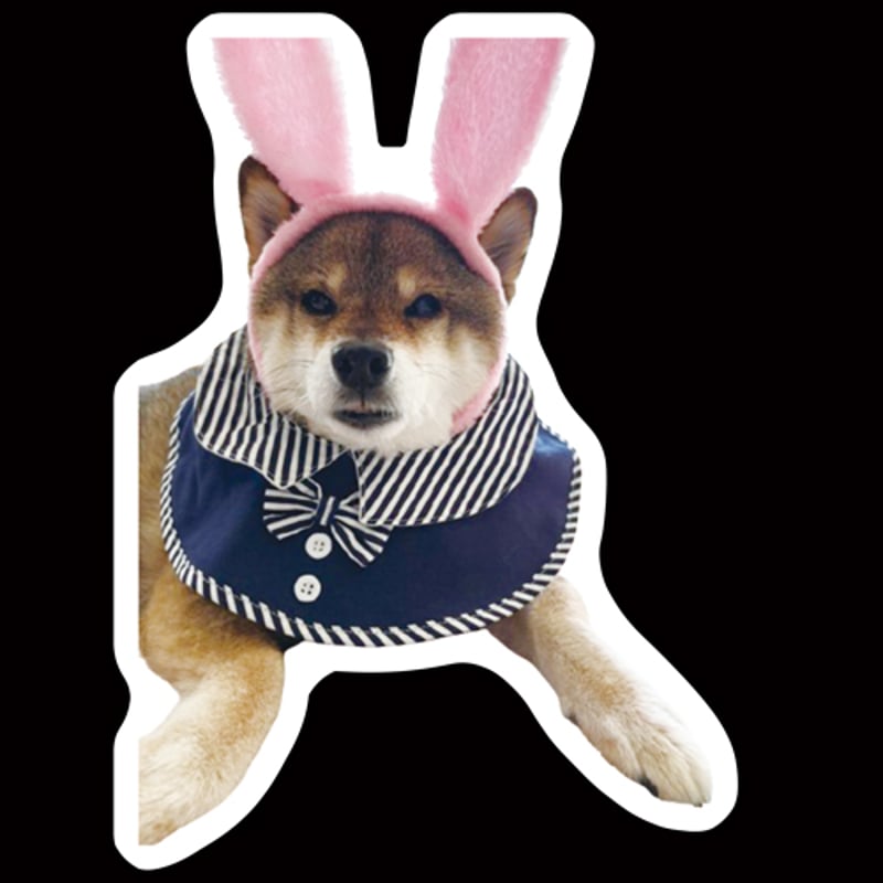 予約販売】 柴犬のあず花 2026年 3枚セット ステッカー SU004NN | ANISTAR