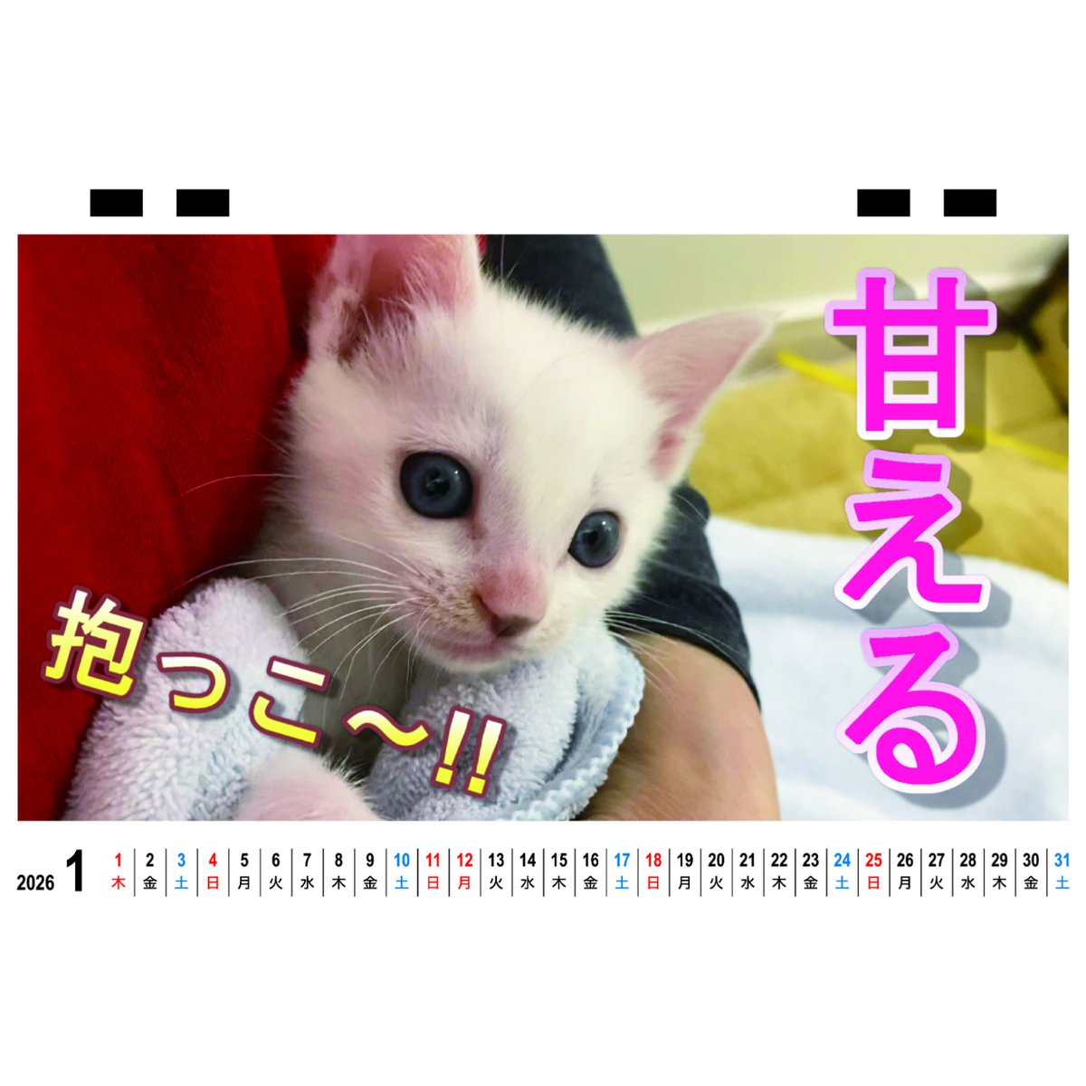 予約販売】 あお&ハク・シネマ AO&HAKU 猫 2026年 卓上全面 カレンダー